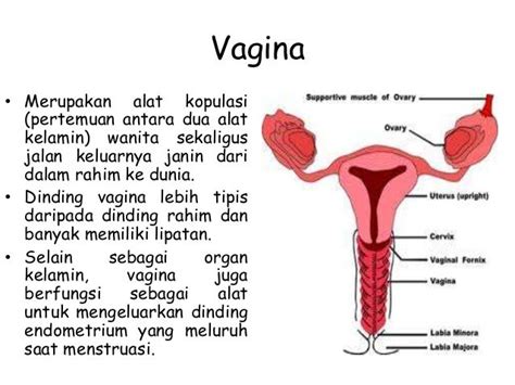 Organ Penyusun Sistem Reproduksi Wanita Image Sites