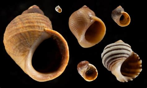Live Bearing Has Allowed Littorina Snails To Occupy And Adapt To A