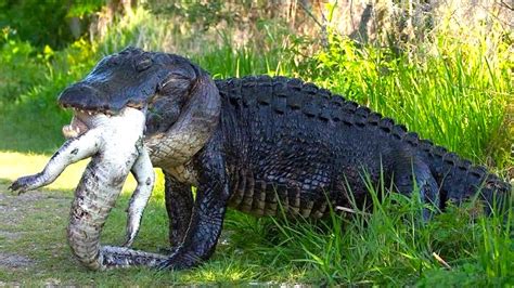 Largest Alligator Caught In Florida