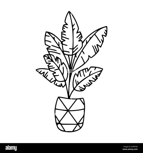 Dibujos De Plantas Para Colorear Vsun