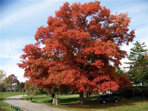 Scarlet Oak Quercus Coccinea Great Plains Nursery
