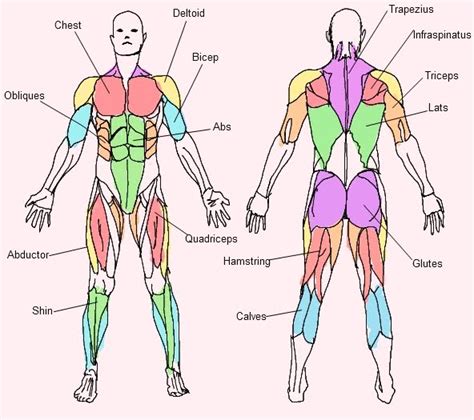 Muscles Of The Upper Body Posterior