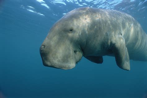 Dugong Wallpapers Animal Hq Dugong Pictures 4k Wallpapers 2019