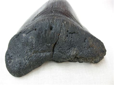 Georgia Giant Megalodon Shark Tooth 1g For Sale