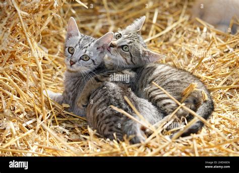 Kittens Siblings Kitten Stock Photo Alamy