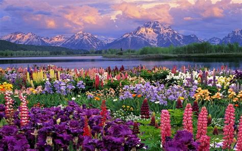 Mountains Landscapes Flowers Garden Scenic Lakes Wildflowers Wild ...