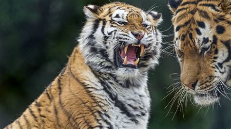 2560x1440 Tigers Tiger Teeth 1440p Resolution Wallpaper Hd Animals
