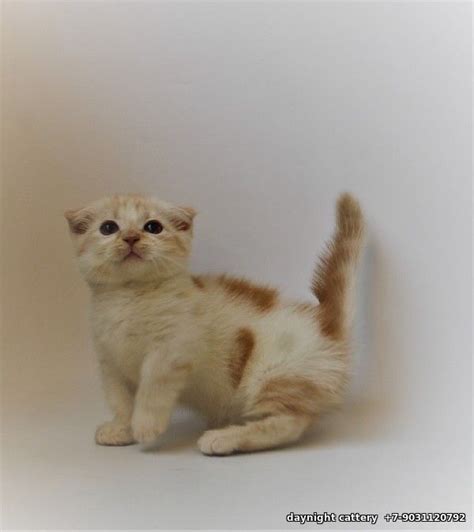 Munchkin Fold Male Kitten Found Home Sold Munchkin And Munchkin Fold