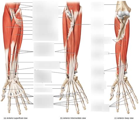 Muscles Of The Anterior Forearm Diagram Quizlet Ph