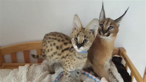 Stylisticat Serval And Caracal Kitten Together Best Friends Youtube