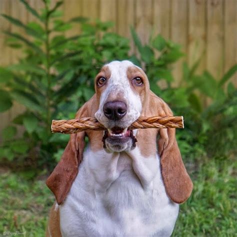 Is Homemade Jerky Safe For My Basset Hound