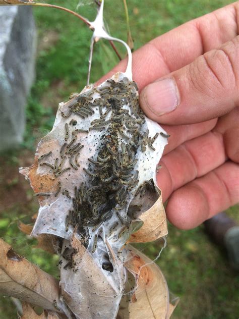 Outbreak Of Poisonous Browntail Moth Caterpillars Plagues Maine The