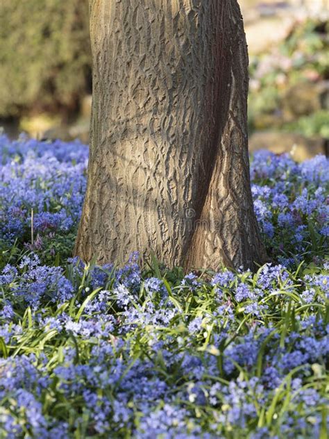 A Tree Surrounded By Bluebells In Kew Gardens Stock Image Image Of