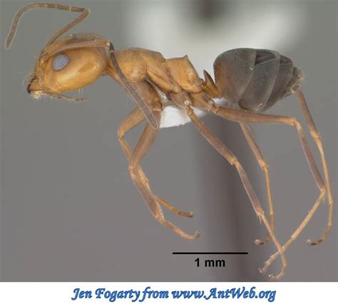 Hymenoptera Formicidae Dorymyrmex Bicolor Bi Colored Pyramid Ant B