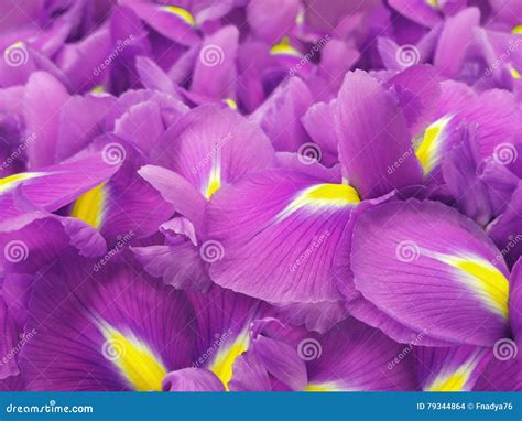 Pink Iris Flowers Garden Flowers Closeup Stock Photo Image Of