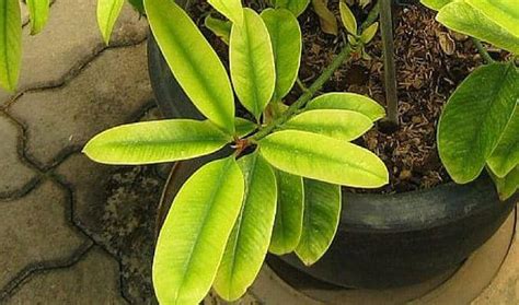 Garcinia cambogia is an extract obtained from the dried fruit of the garcinia cambogia (gc) tree, a native plant species of south india and south asia. Garcinia Cambogia - Side Effects and Benefits