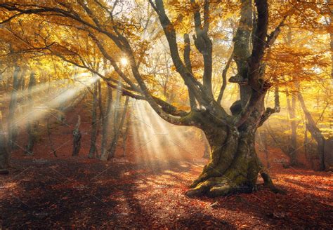 Sunny Autumn Forest In Fog High Quality Nature Stock Photos