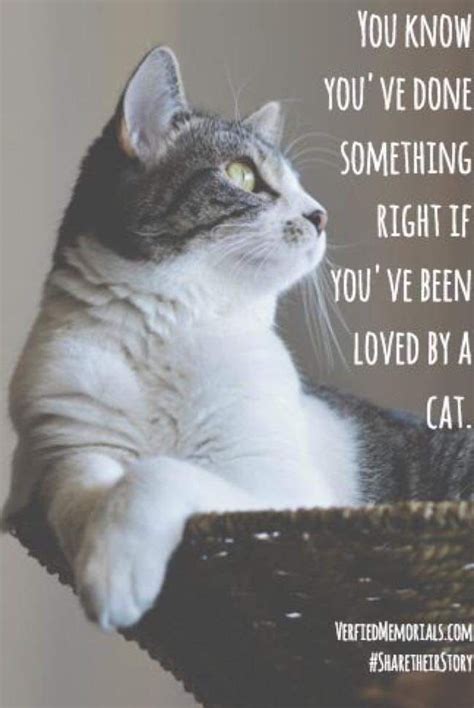 Pin By Susan Henshaw On Motivational Quote Cat Love Quotes Cats Cat