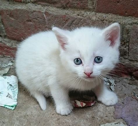 Small White Kitten For Sale 2 White Ragdoll Kittens Available