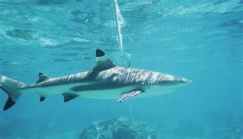 Shark Dangers When Snorkeling The Great Barrier Reef Conquer The Water