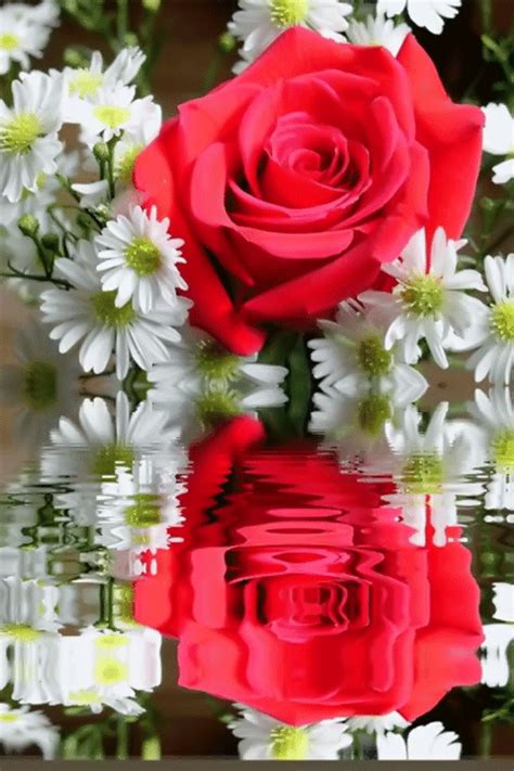 84 animated images of flowers. leetà di lulù | Flowers, Beautiful roses, Beautiful red roses