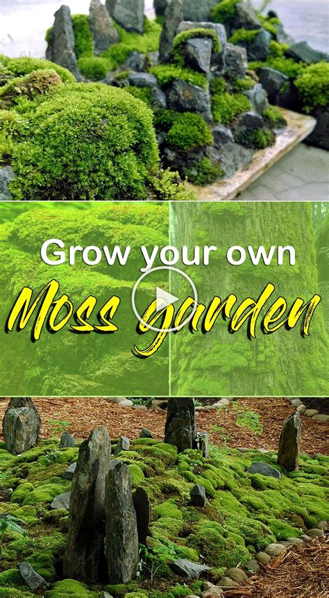 Grow Your Own Moss Garden How To Get Mosses In The
