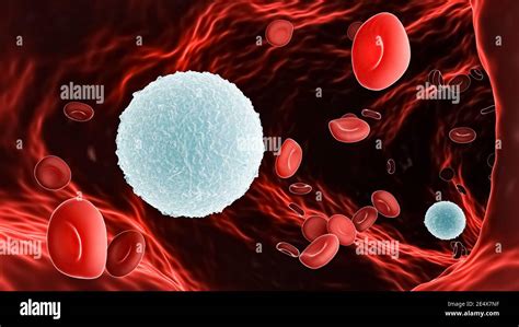 B Lymphocyte And Red Blood Cells Hi Res Stock Photography And Images