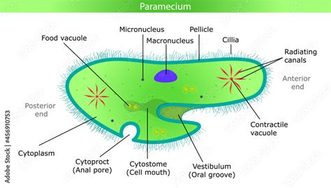 Paramecium Cell Parts Hot Sex Picture