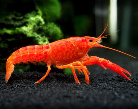 Buy Aquatic Arts 1 Male Neon Red Crayfish Live Freshwater Aquarium