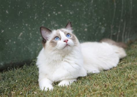 The Differences Between Ragdoll And Birman Cats Cuteness