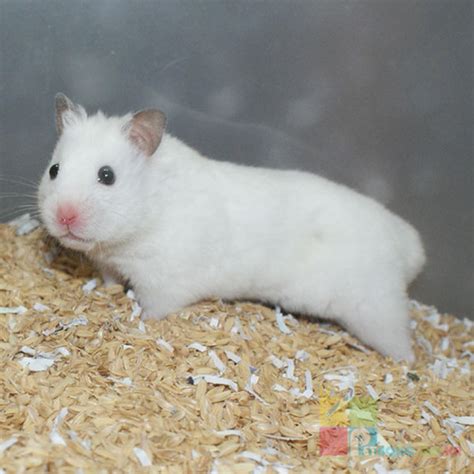 (the cuteness of golden hamster zhumi, whose behavior is unusual.) 왔쭈 wassjju 4.049 views1 months ago. 빙구 같은게 매력이야! 골든 햄스터 크기, 특징, 종류 정리 ...