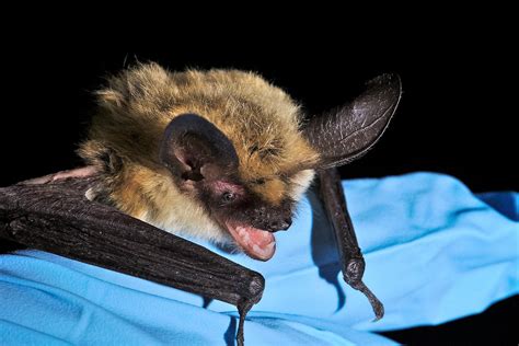 Bat With Rabies Found In Valle Del Rio Krwg