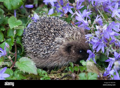 Hedgehog Erinaceus Europaeus Youngster In Campanula Flower Bed In