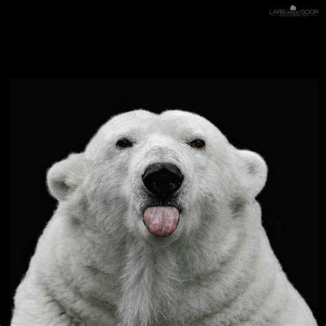 Polar Bear Thats Funny Sh Polar Bear Animals
