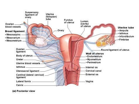 Female Reproductive System Organs Functions Anatomy And Histological Structure Of The Uterus