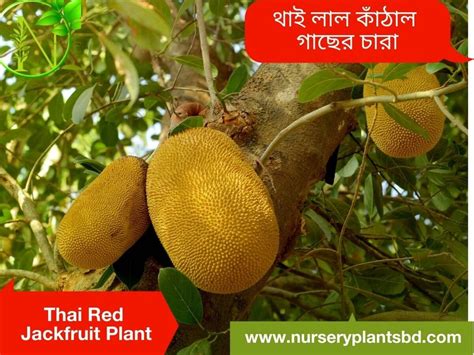 The Best Thai Red Jackfruit Trees For Sale 2023