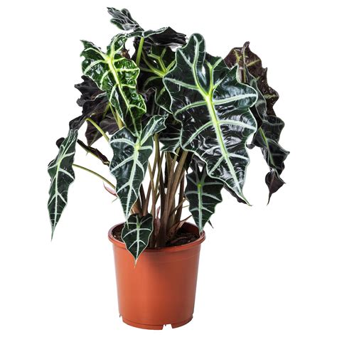 Plant database entry for baroque sword (alocasia lauterbachiana) with 6 images and 22 data details. ALOCASIA AMAZONICA Potted plant - Elephant ear - IKEA