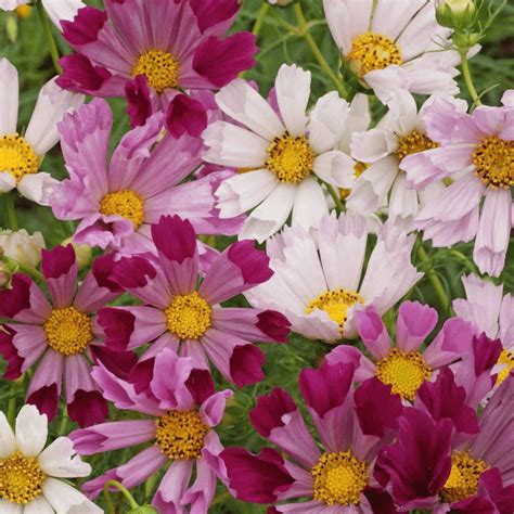 40 Cosmos Seashells Organic Seeds For Pollinators And Bees Etsy