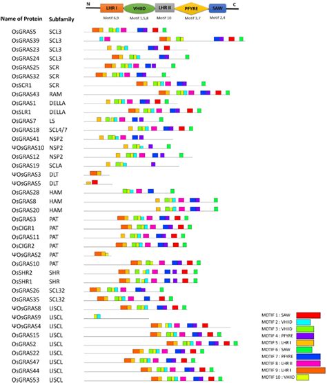 meme motif analysis of osgras genes figure showing the identified download scientific