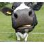 Funny Animals Pictures Cow Faces Images Best Fun For People