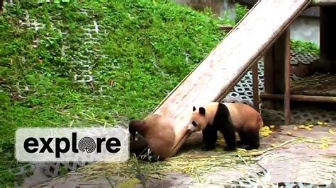 Panda Bears Playin Around Youtube