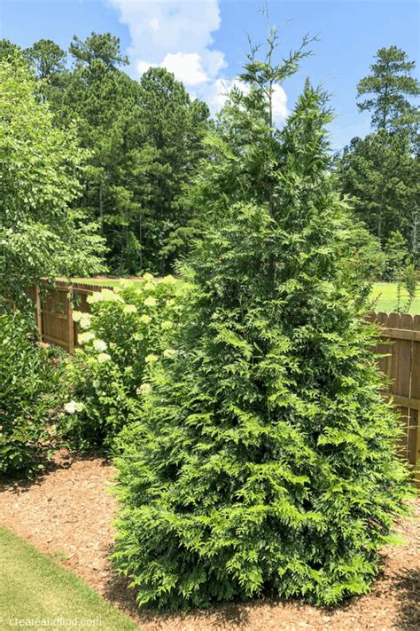 7 Fast Growing Evergreen Trees And Shrubs Privacy Landscaping Arborvitae Landscaping