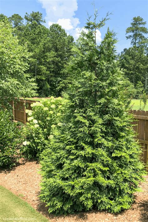 Fast Growing Privacy Trees Create And Find