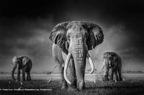 Amazing Elephant Pictures To Feature In New Book To Help Save Them From
