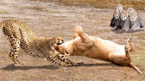 Cheetah Vs Lion Real Fight The God Can T Help Mother Cheetah Save Her Cubs Escape Power Of