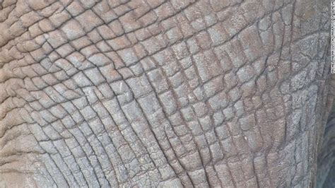 A Closer Look At The Patterns In Elephant Skin
