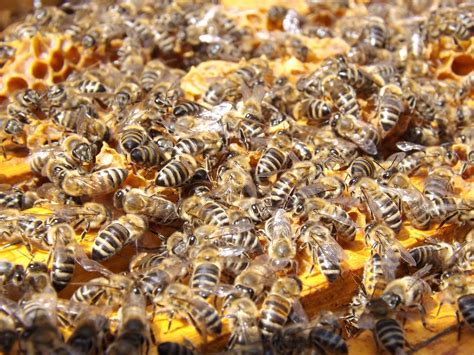 How to get rid of bees in garden. How To Get Rid of Bees - Lawnstarter