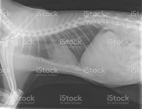 Xray Image Of Adult Cat Xray Thorax Cat Stock Photo Download Image