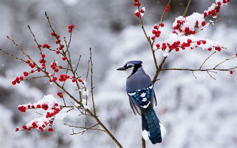 природа животные птицы зима снег подборки Обои на рабочий стол Mirowo