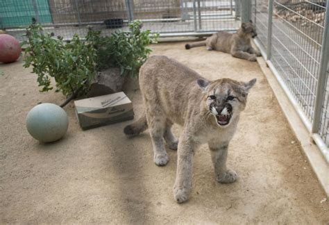 Meet The Oc Zoos New Mountain Lion Cubs Orange County Register